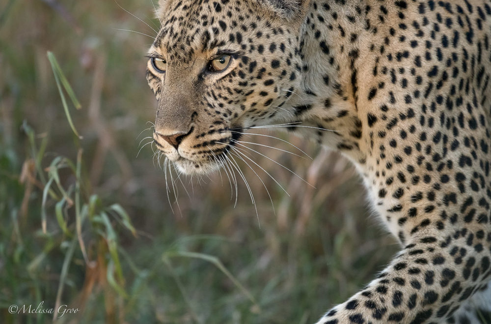 npr news photog 5 leopard