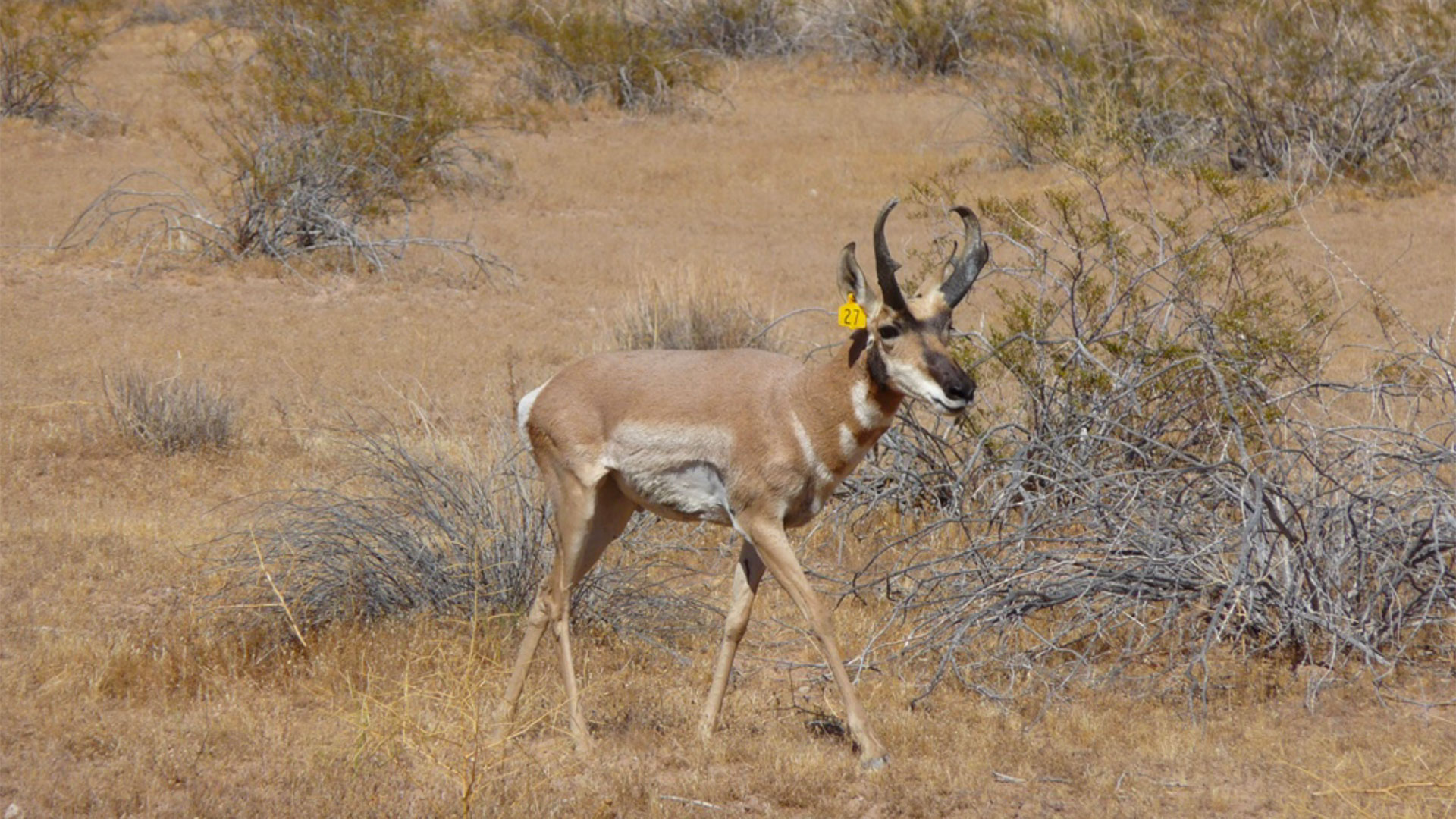 Sonoran pronghorn are one of the federally endangered species USFWS says could be harmed by new border fencing.