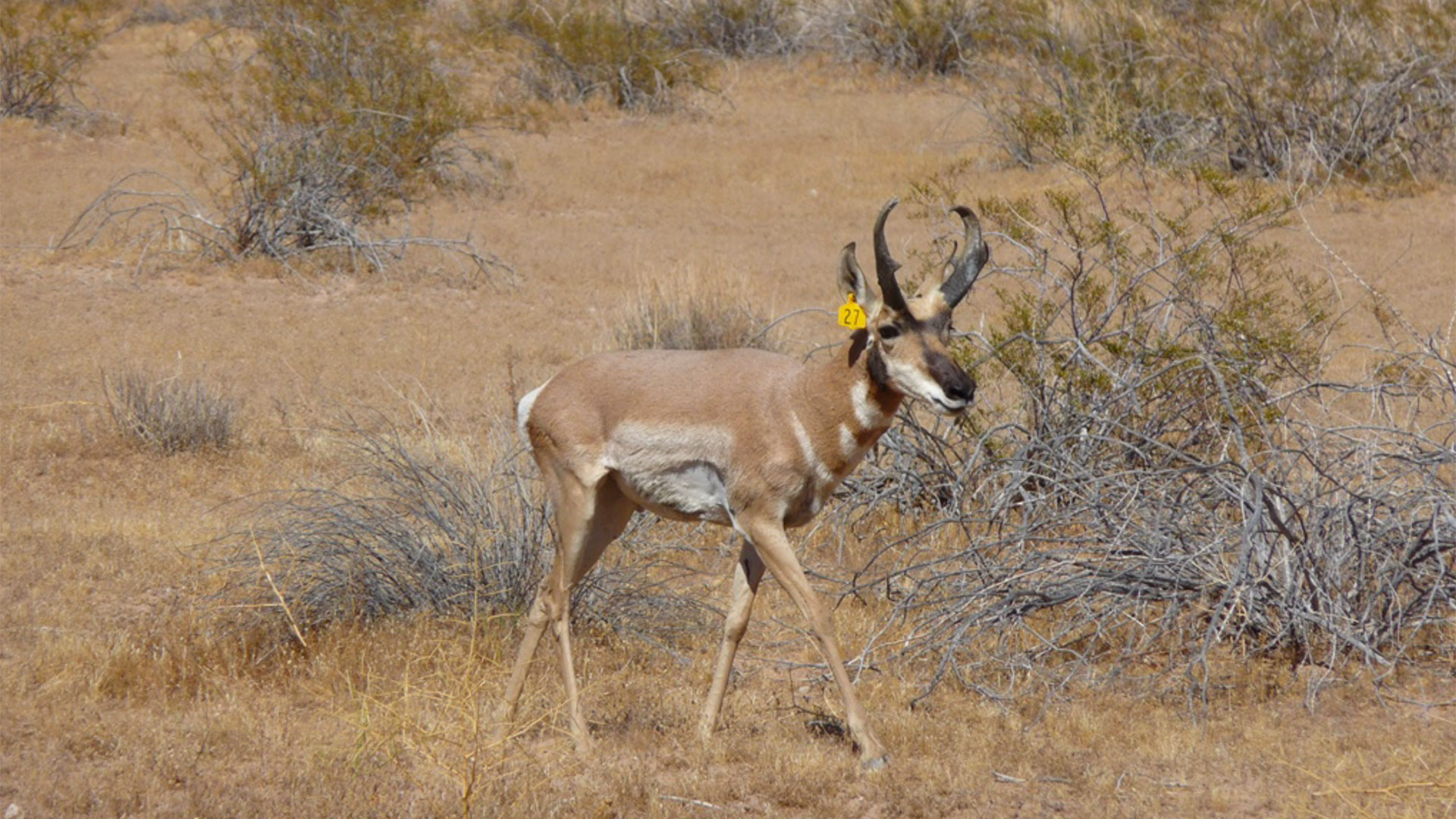 Sonoran pronghorn 2