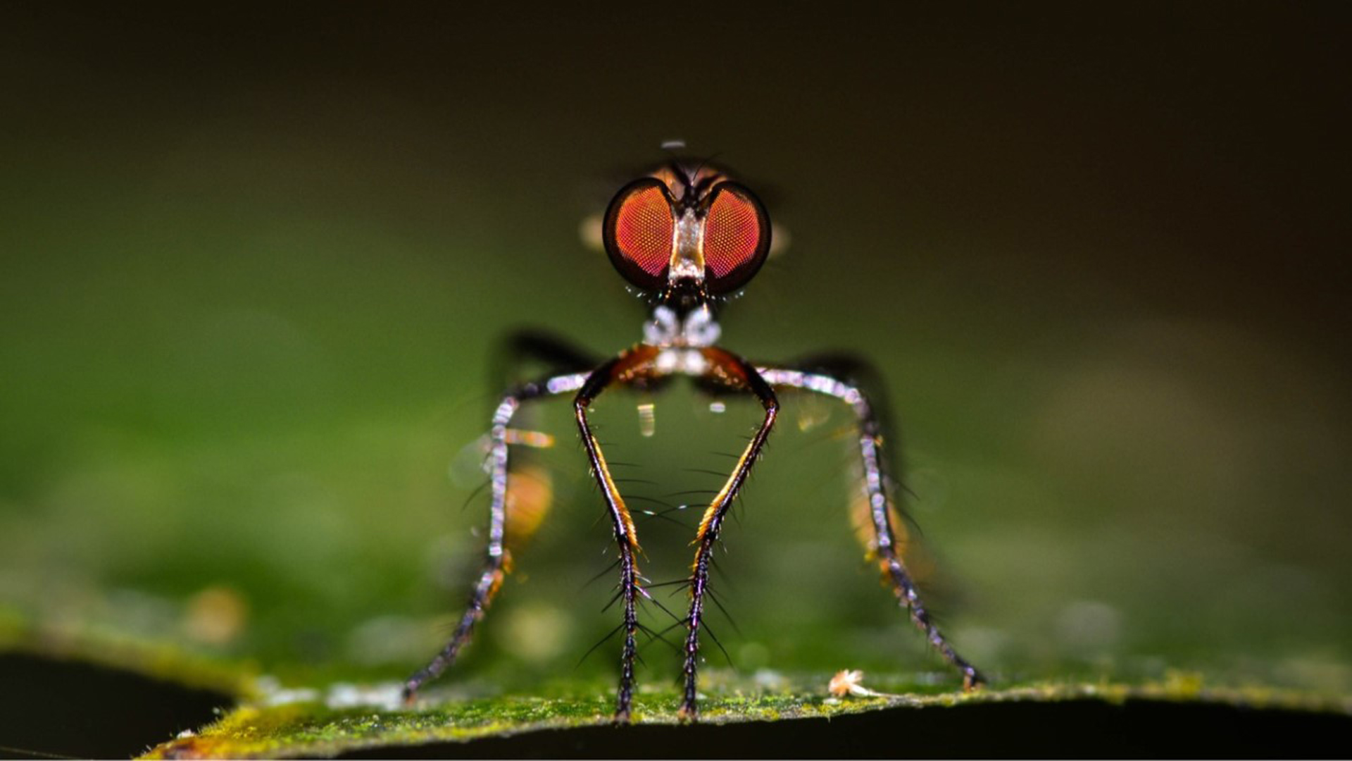 An assassin bug. UA researchers examined dietary habits from species ranging from insects to humans. 