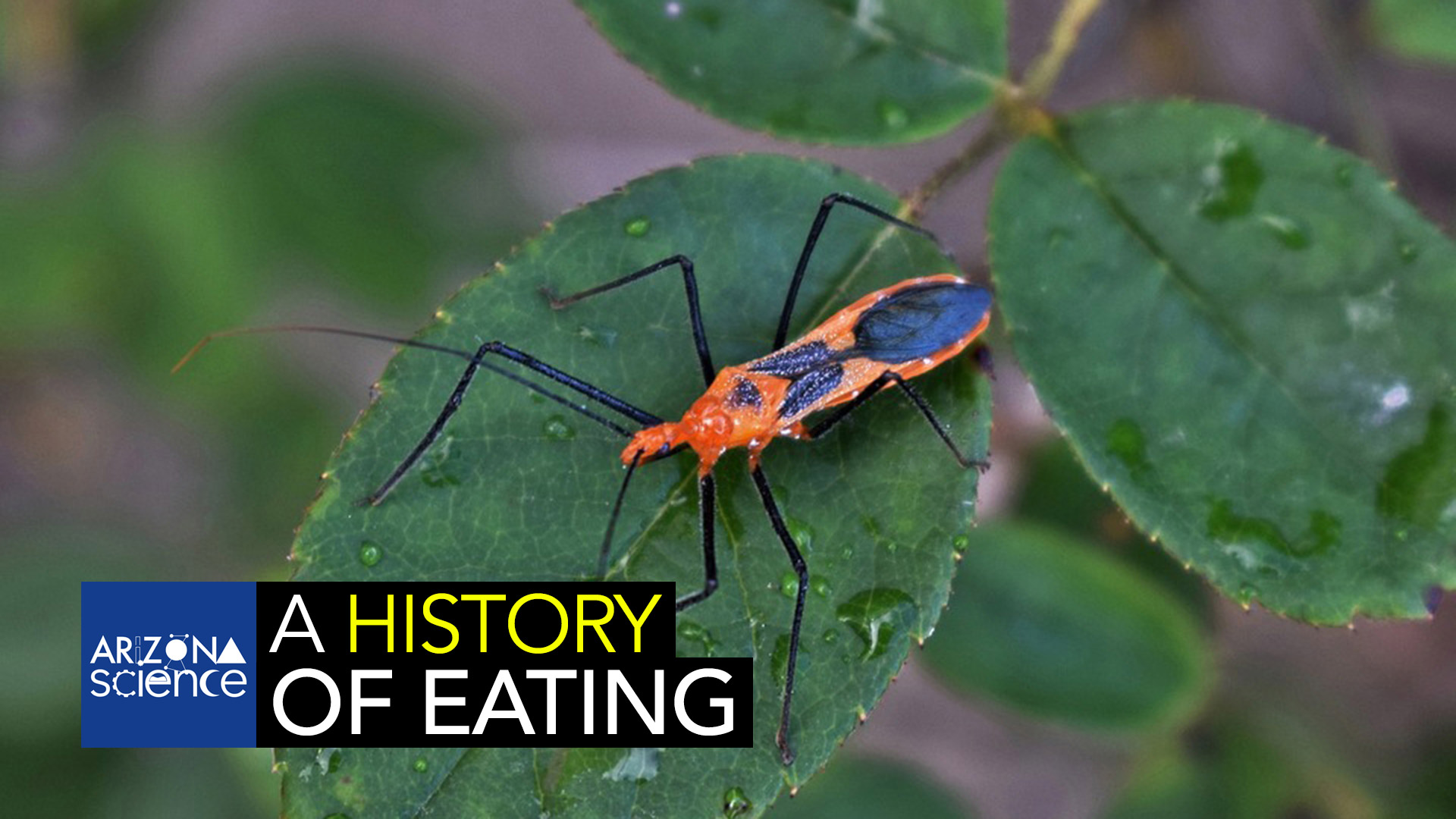 In the photo: Assassin bug. UA researchers examined dietary habits from species ranging from insects to humans to build evolutionary family tree. 