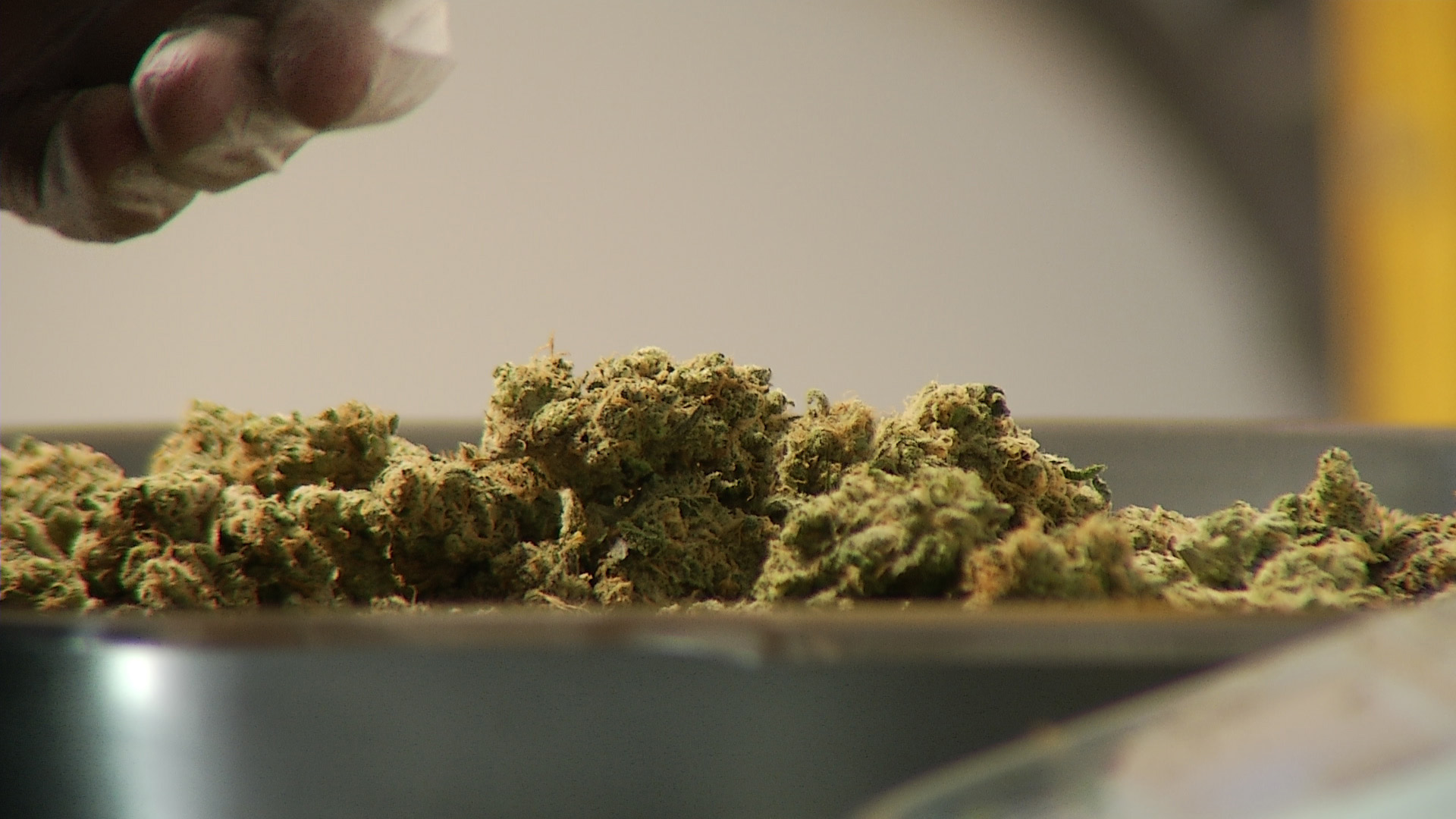 A dispensary employee weighing and portioning marijuana. 