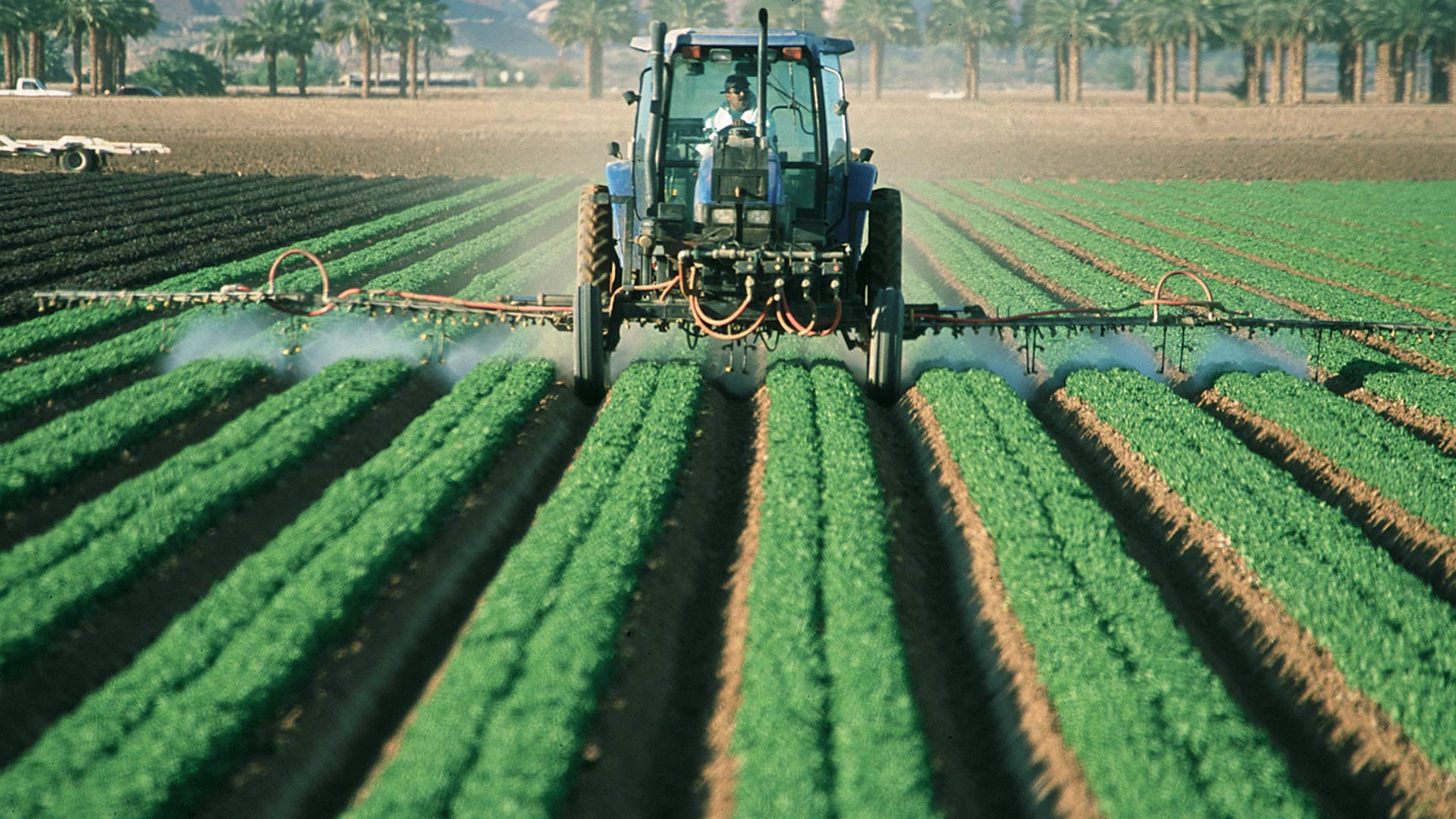 Romaine lettuce field in Arizona. Lettuce is the state's top cash crop, according to the UA Cooperative Extension.