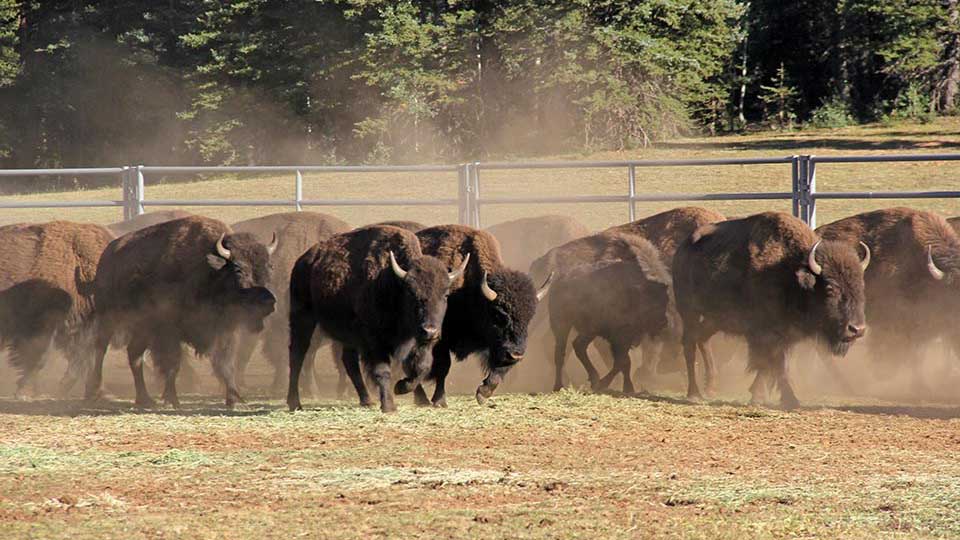 Bison in a corral on the North Rim of the Grand Canyon, September 2019. 
