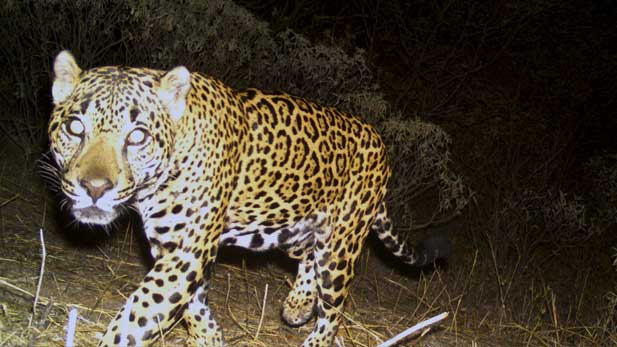 Northern Jaguar Reserve
