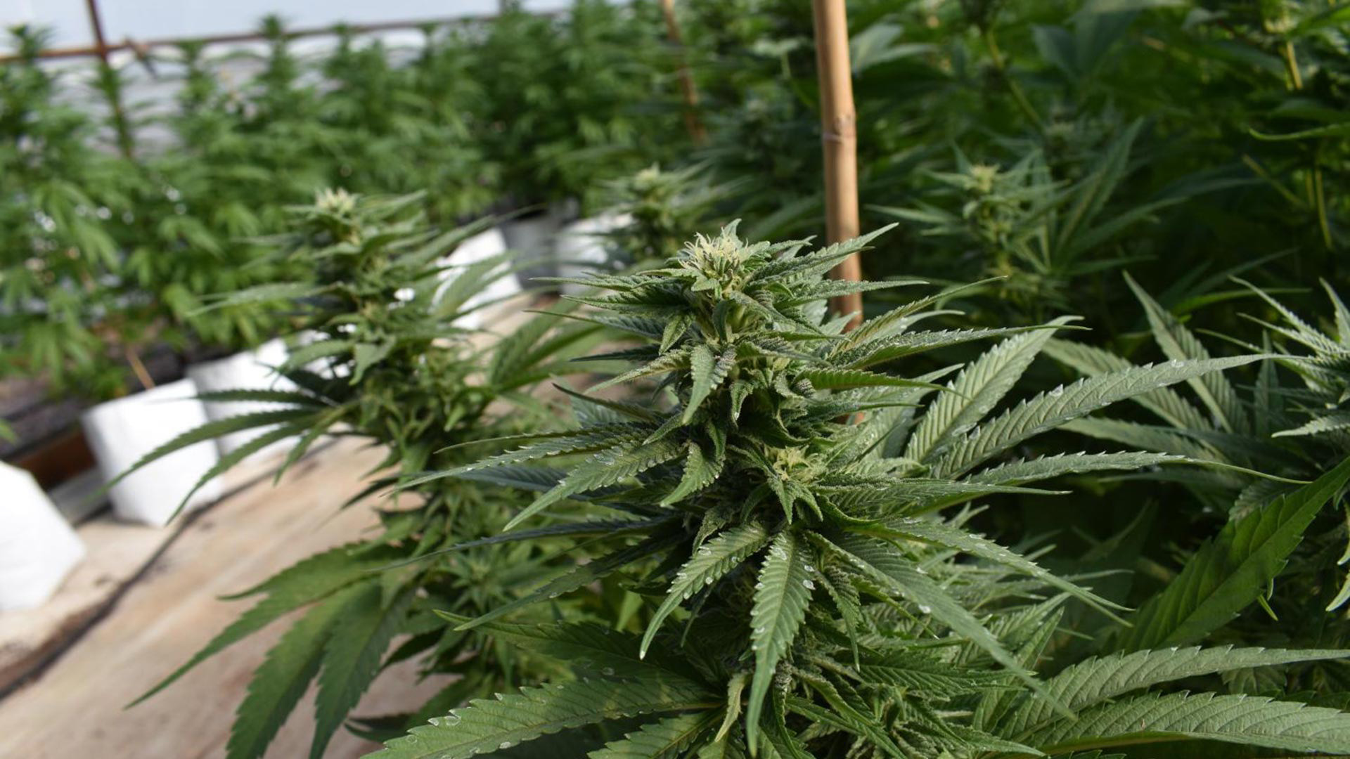 Organic marijuana being grown at an Arizona farm for processing into medical marijuana.