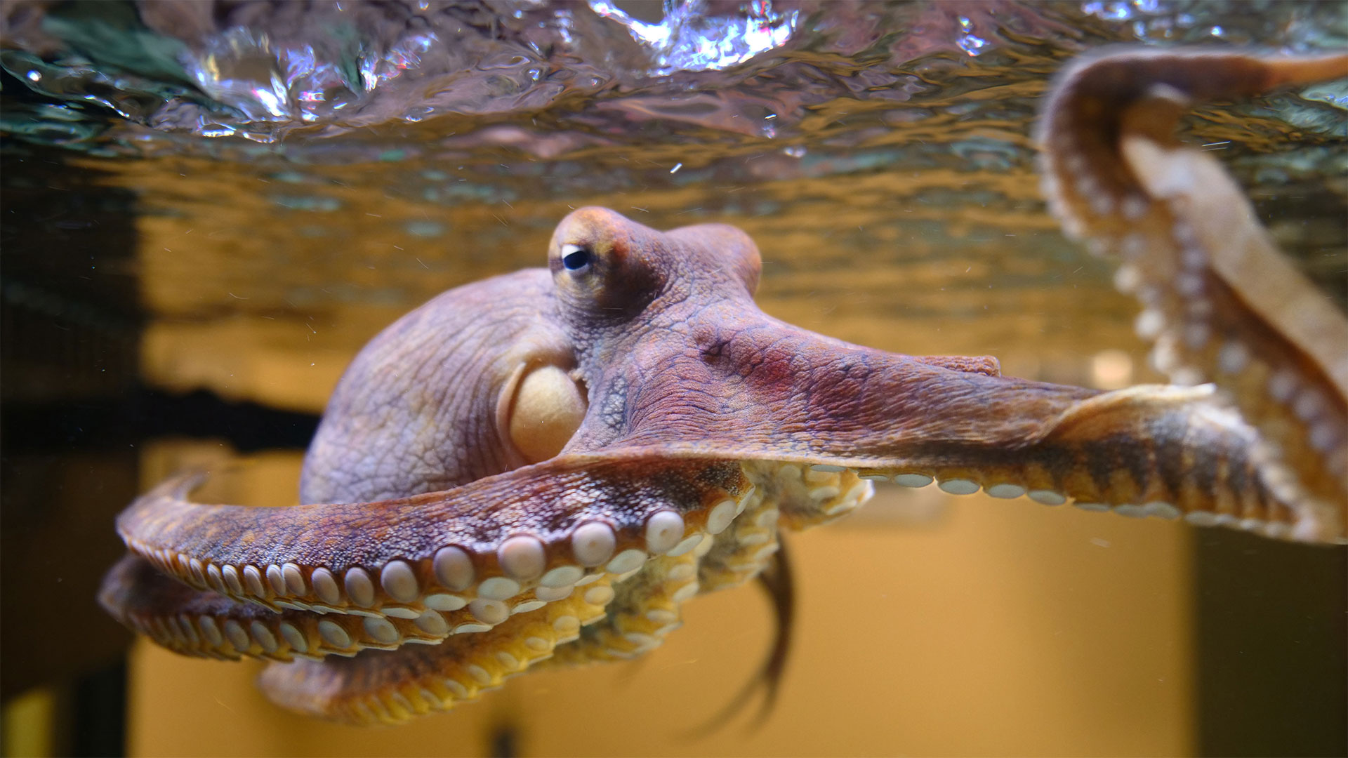 Octopus touches its reflection in glass tank. Anchorage, Alaska.