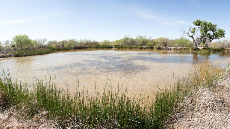 Quitobaquito pond is fed from the nearby Quitobaquito Springs.