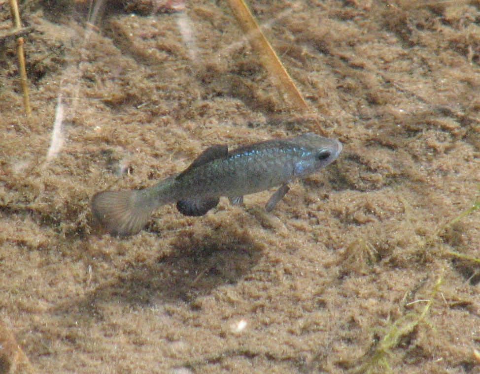 Quitobaquito pupfish