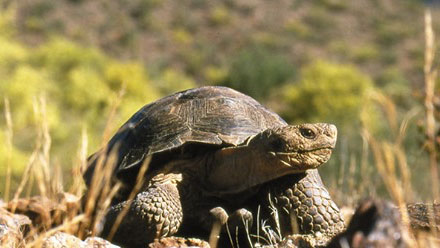 Sonoran desert tortoise.