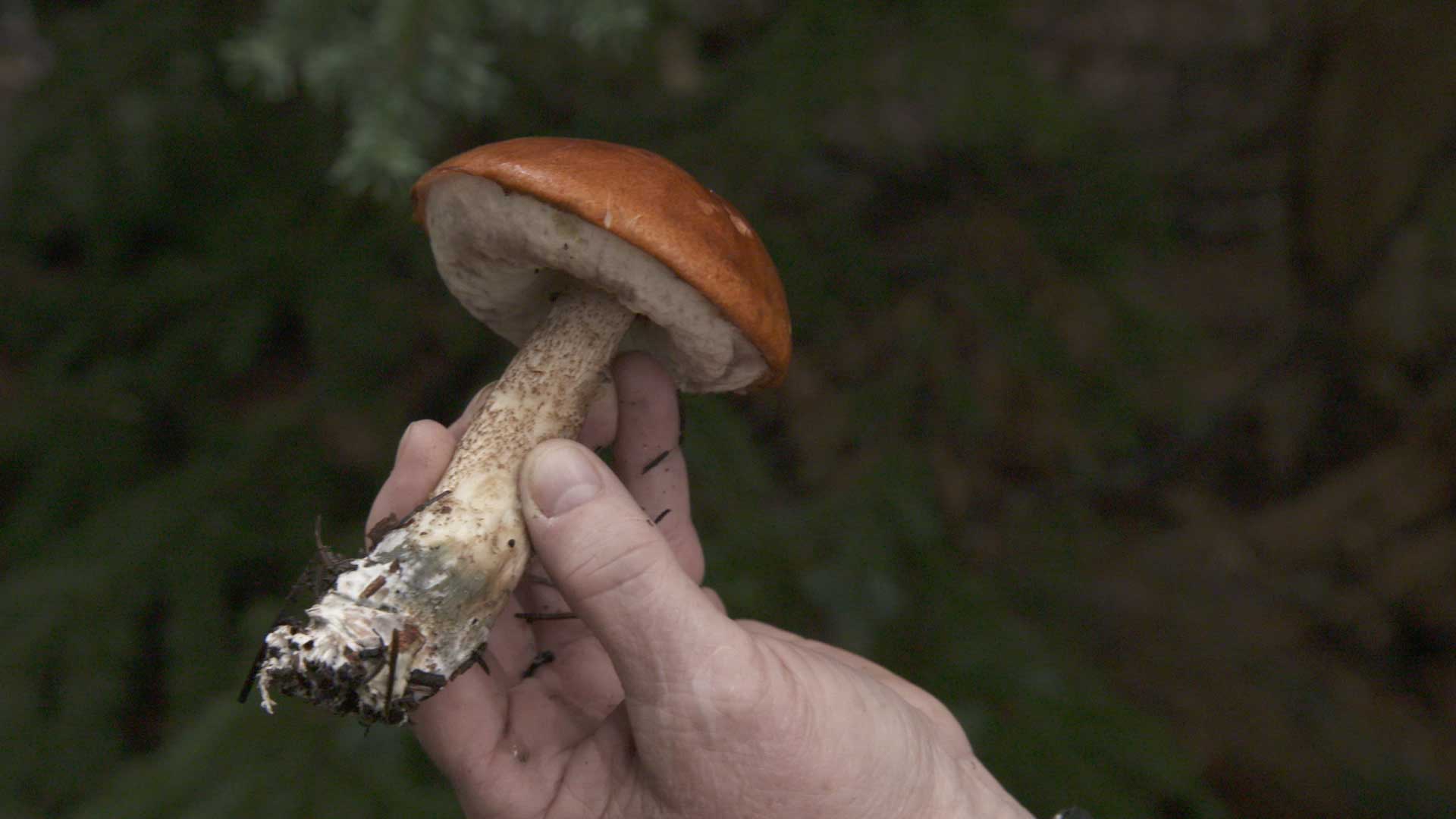 the foray mushrooms hero