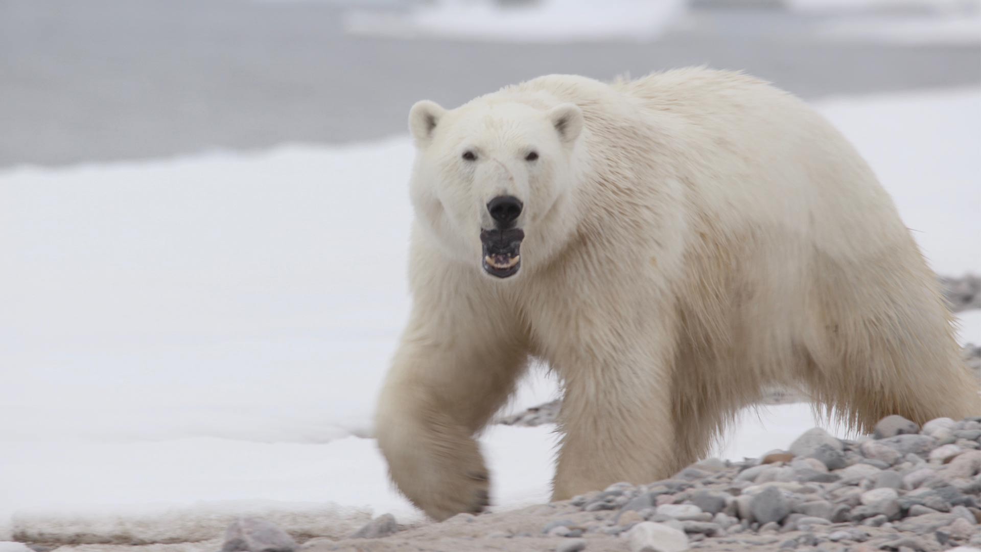 Polar bear.