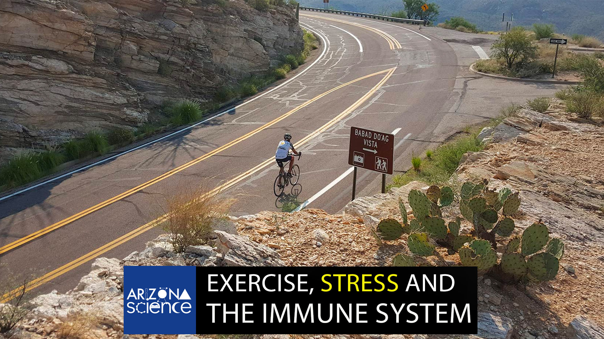 Researching the relationship between exercise, stress and the immune system.