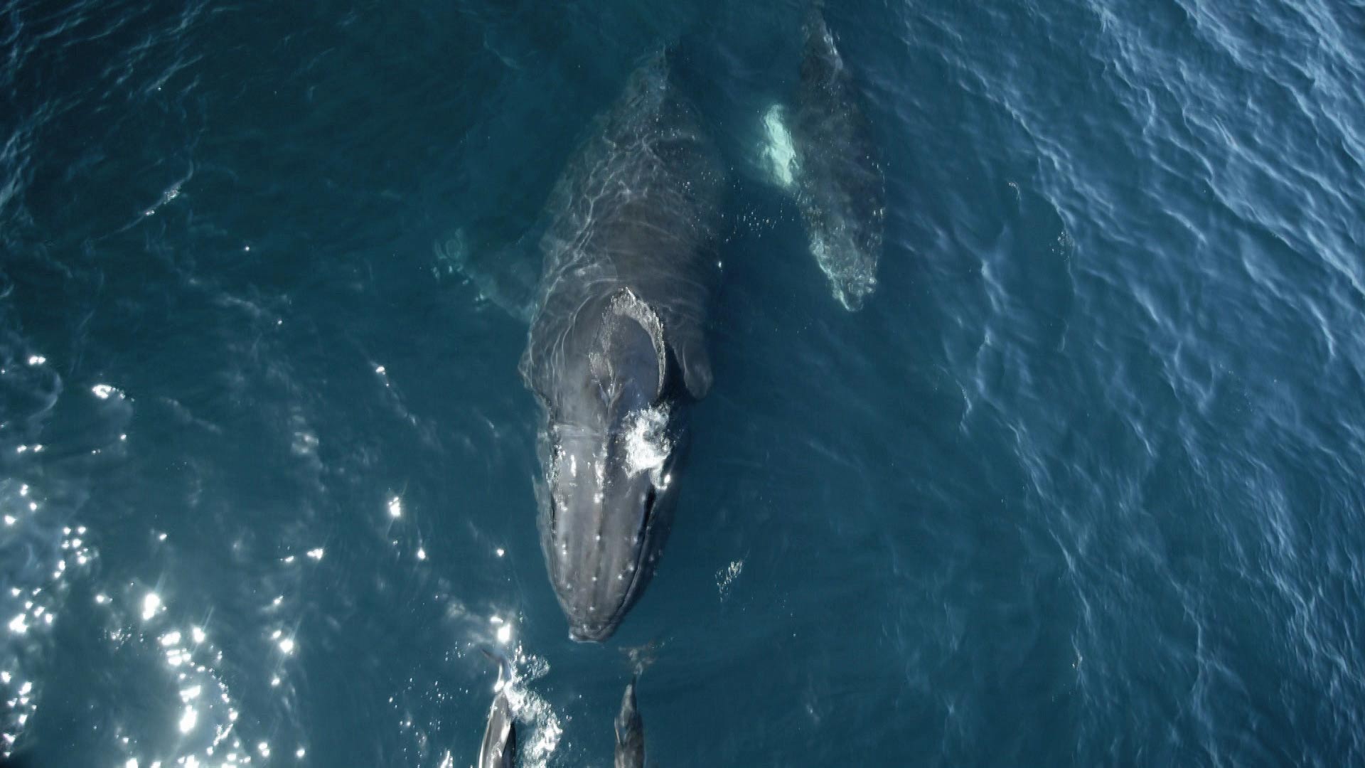 Nature: Whale Detective