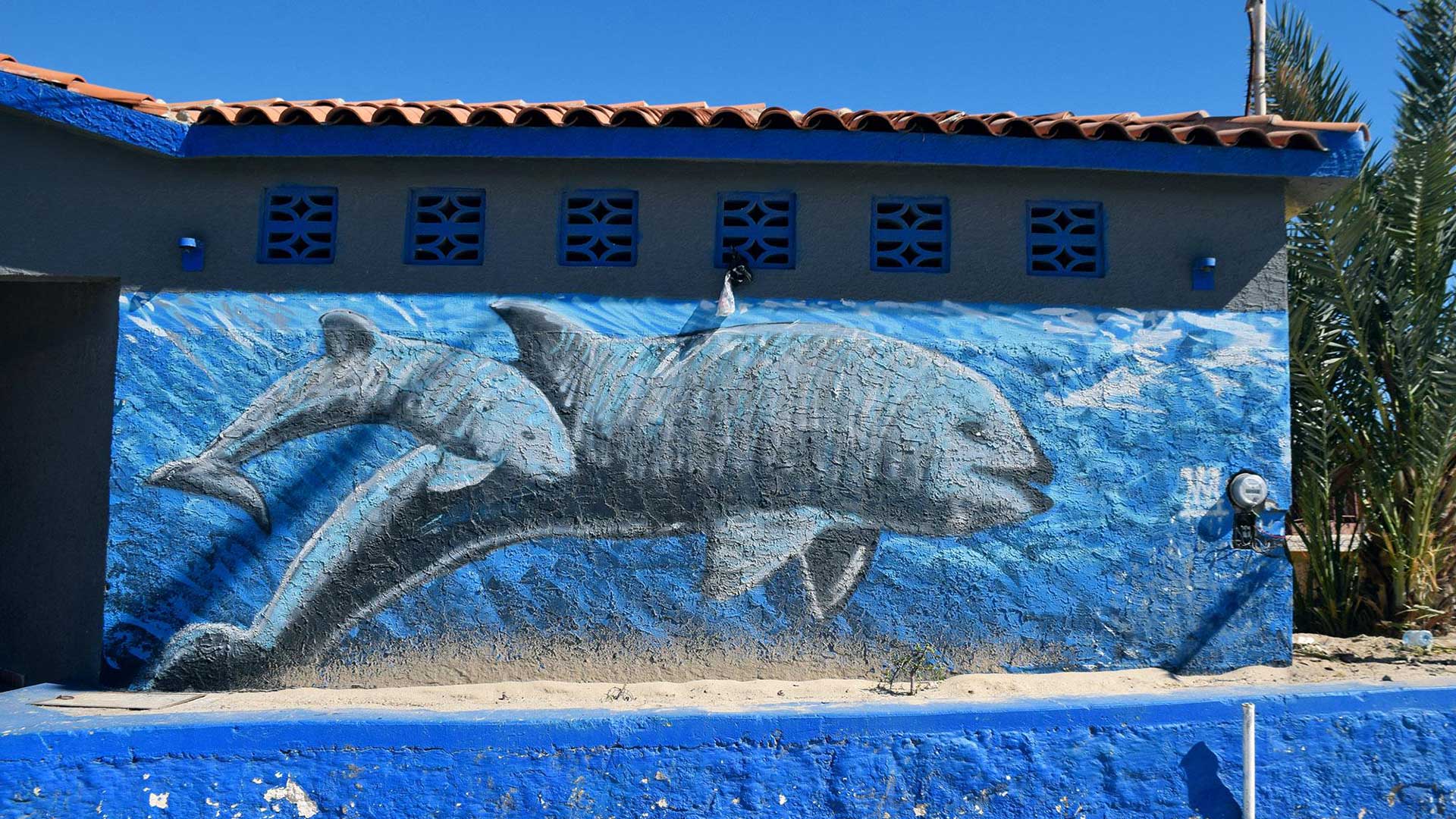 A mural of a vaquita mother and calf near the boardwalk in San Felipe, Baja California.