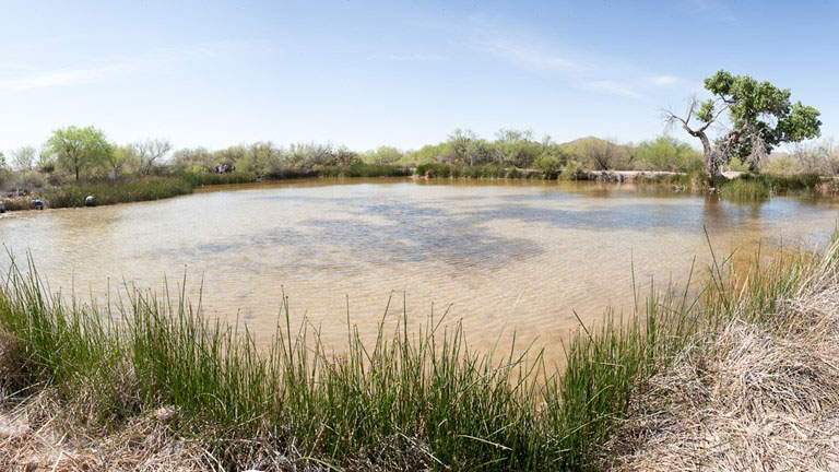 Quitobaquito pond is fed from the nearby Quitobaquito Springs. Recent construction activity near the site has drawn concern from environmental groups.