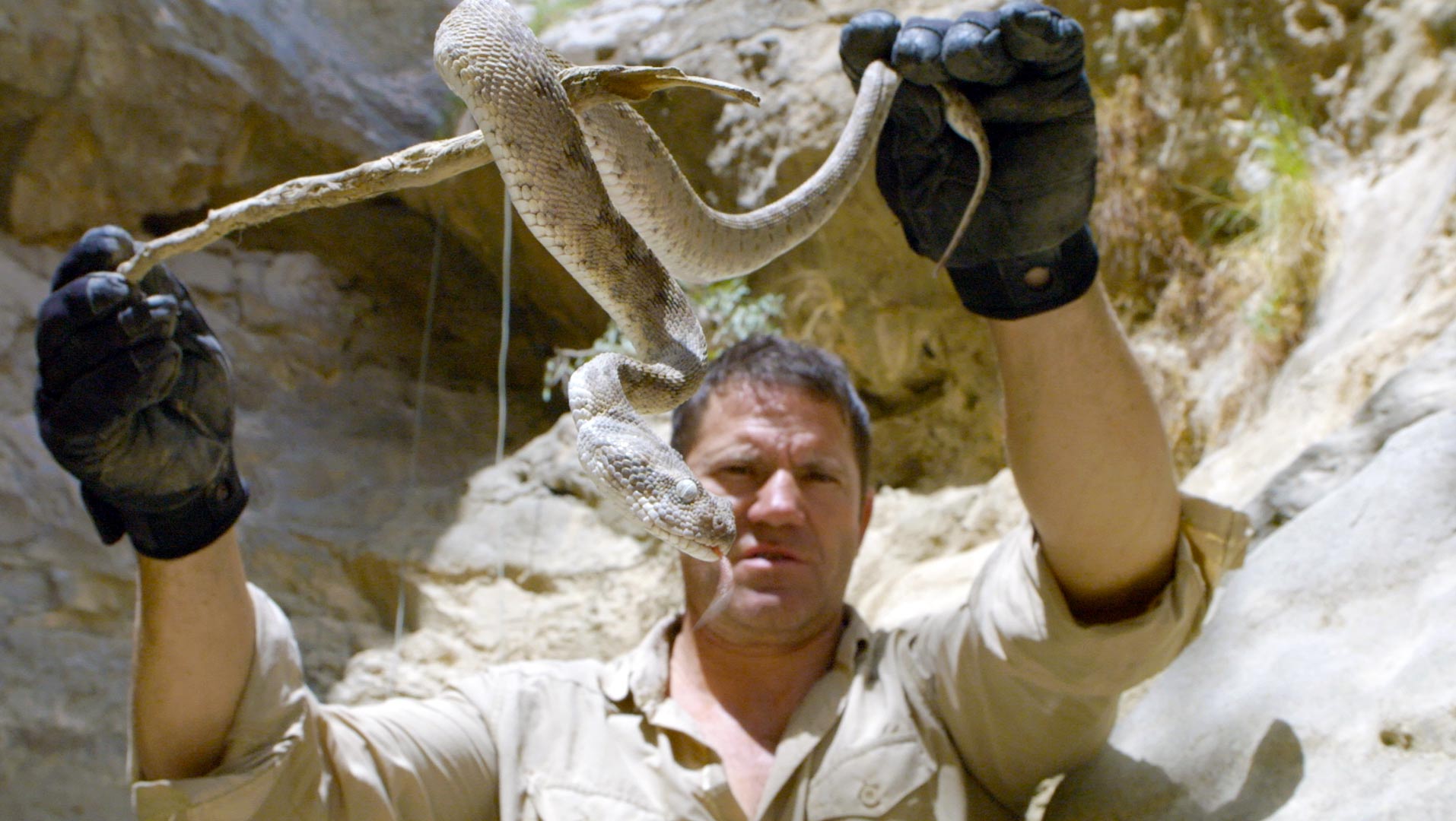 Steve showing off a carpet viper.