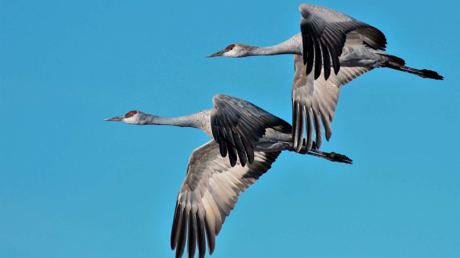 Sandhill Cranes Two