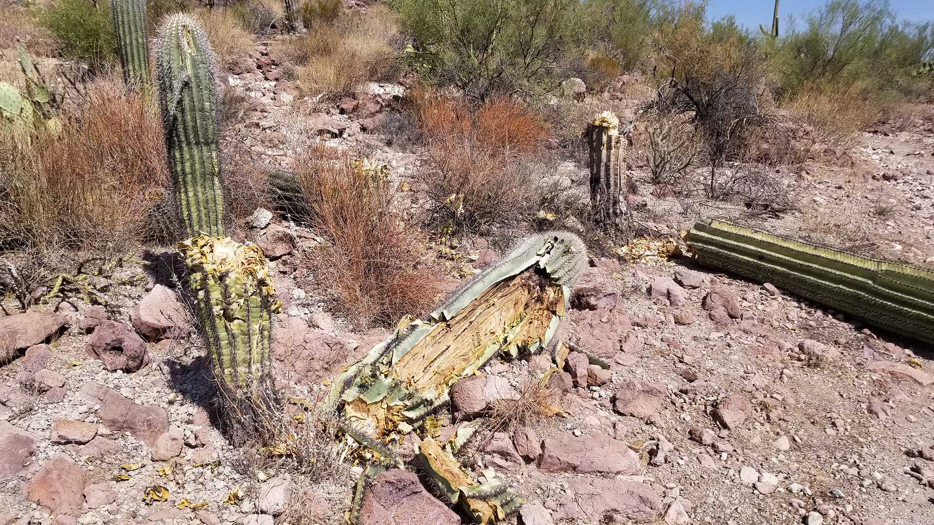 Visitors to Saguaro National Park discovered several vandalized saguaro cactuses around October 3, 2020. Nine of the iconic succulents were chopped down and are believed to be dead.   Three others were damaged but may recover.