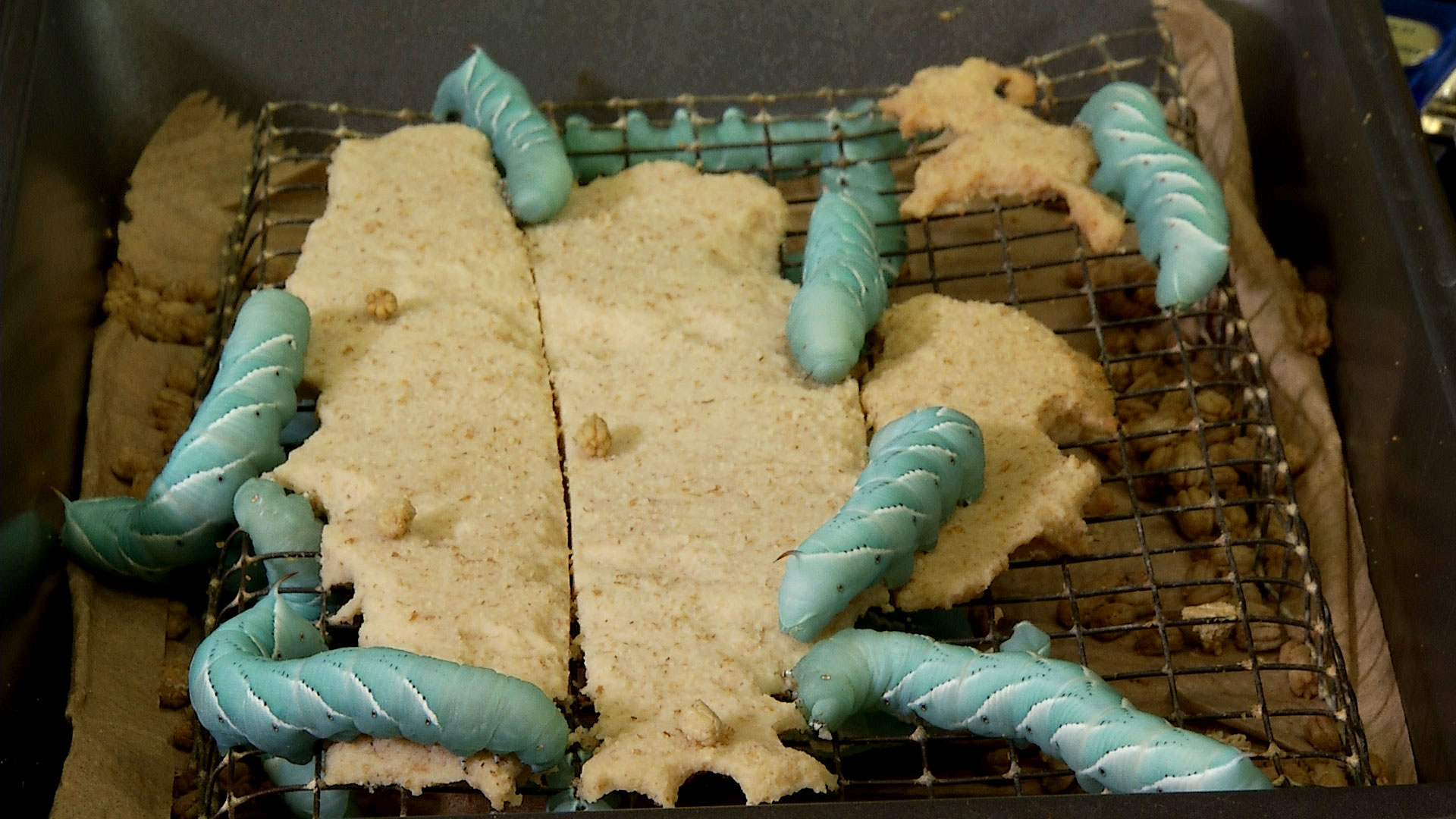 Tobacco hornworms in a tray at the University of Arizona College of Agriculture and Life Sciences. November 2019. 