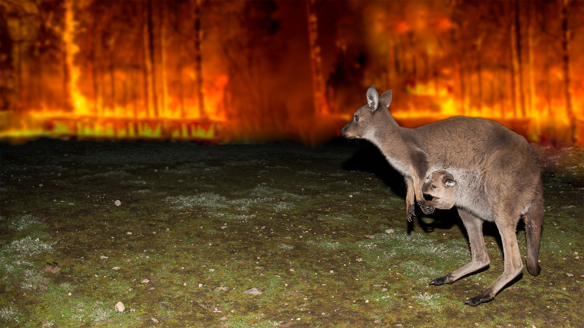 Kangaroo escaping from the Australian bushfire devastation.