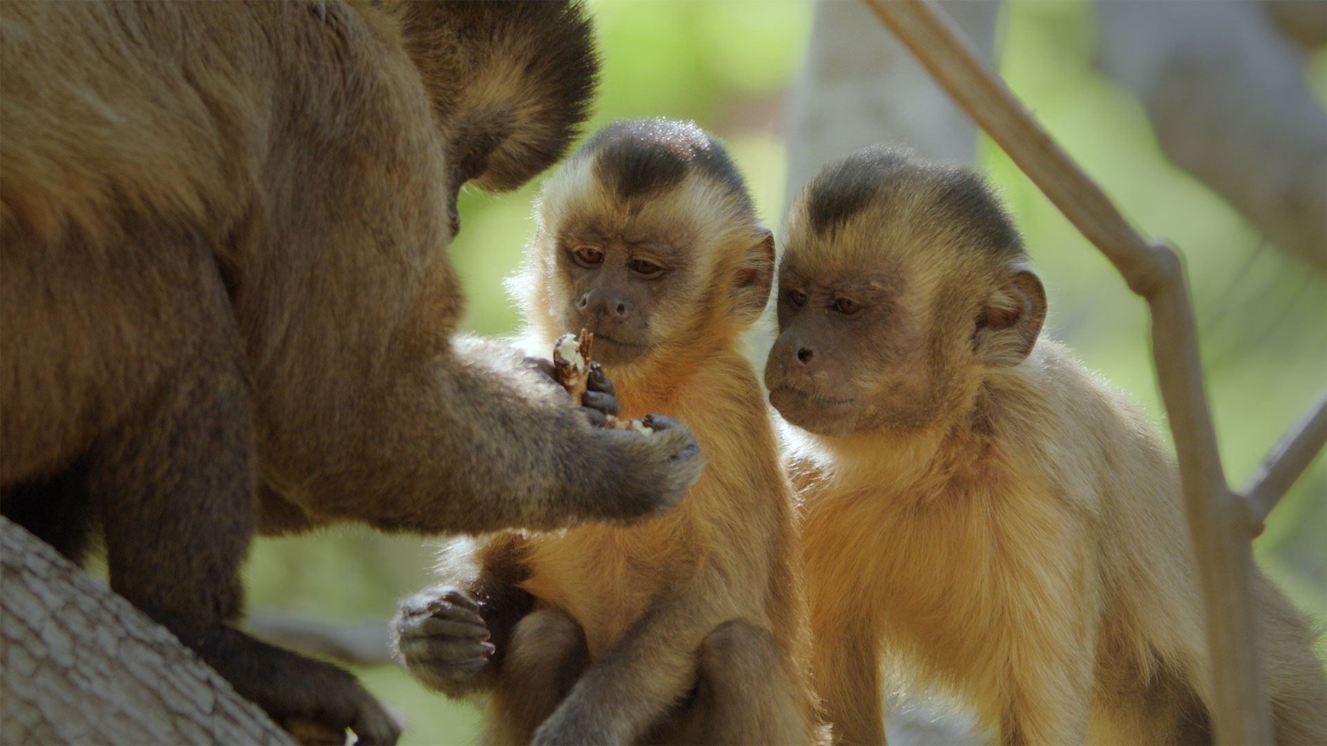 Two juvenile Bearded capuchins (Sapajus libidinosus) watch closely as an adult prepares a cashew nut to eat. It takes years for these monkeys to learn the skills they need to survive.
