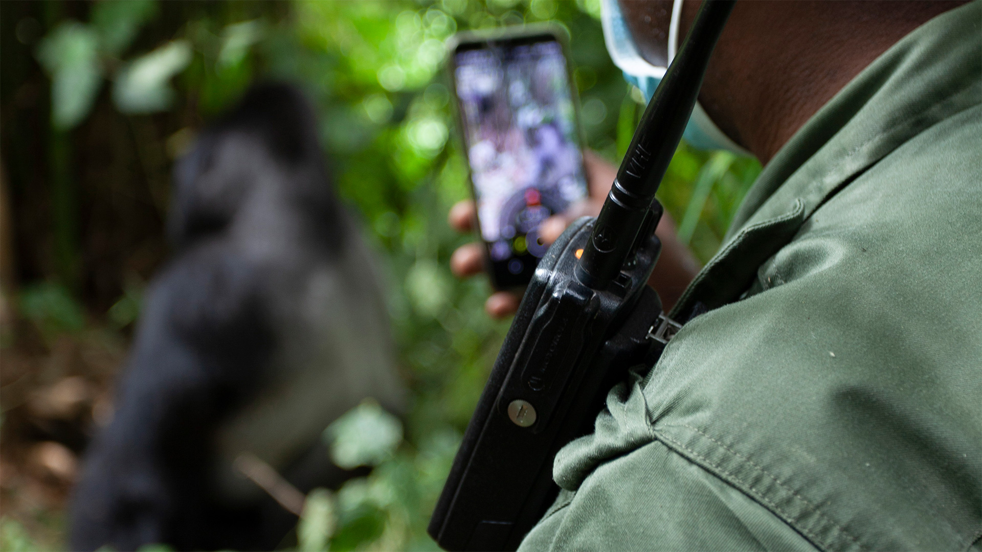 Being a ranger in the Virunga National Park (Democratic Republic of the Congo) is one of the most dangerous jobs in conservation. More than 180 dedicated rangers have been killed protecting both the Mountain gorillas here and the park itself.