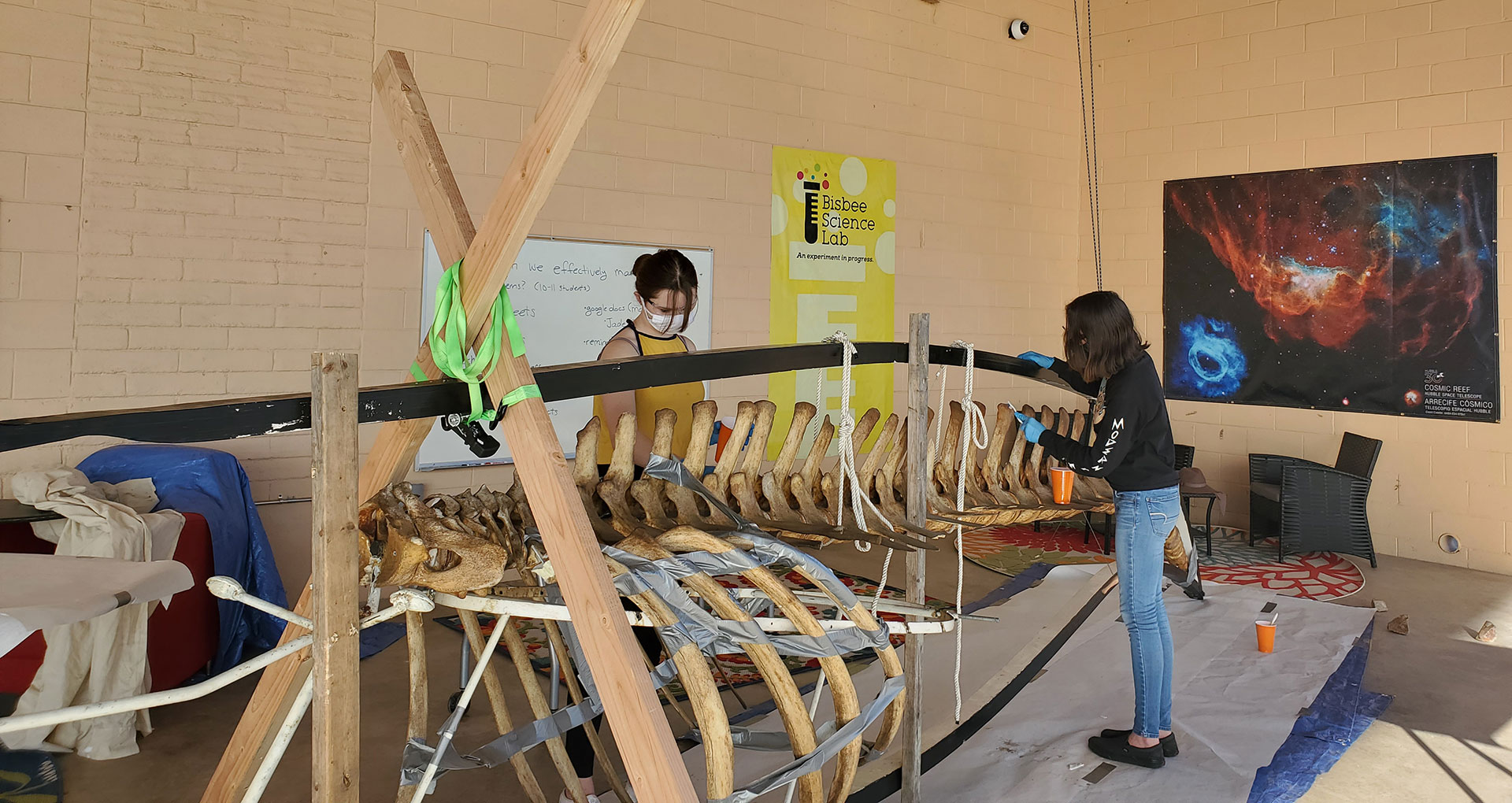Students begin cleaning the Minke whale skeleton.