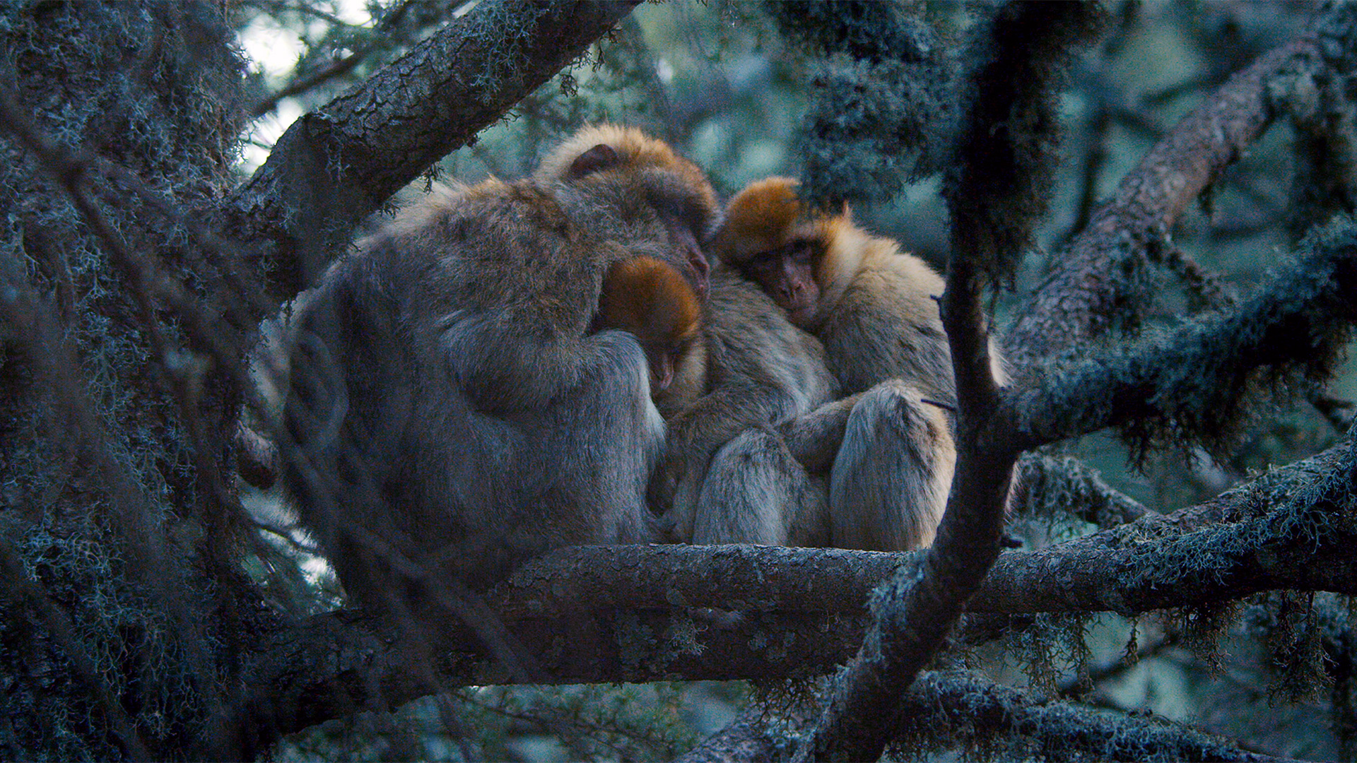 Male Barbary macaques (Macaca sylvanus) form close, caring relationships with youngsters. Together they form a huddle to keep warm through the night.