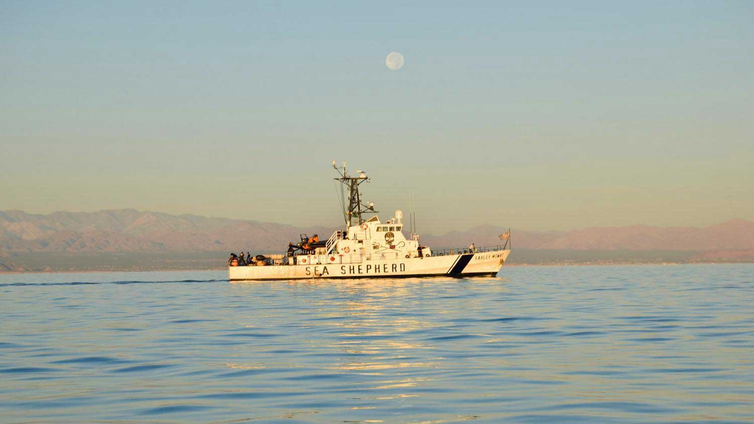 Sea Shepherd Conservation Society's patrol ship M/V Farley Mowat in the Sea of Cortez in September 2019.