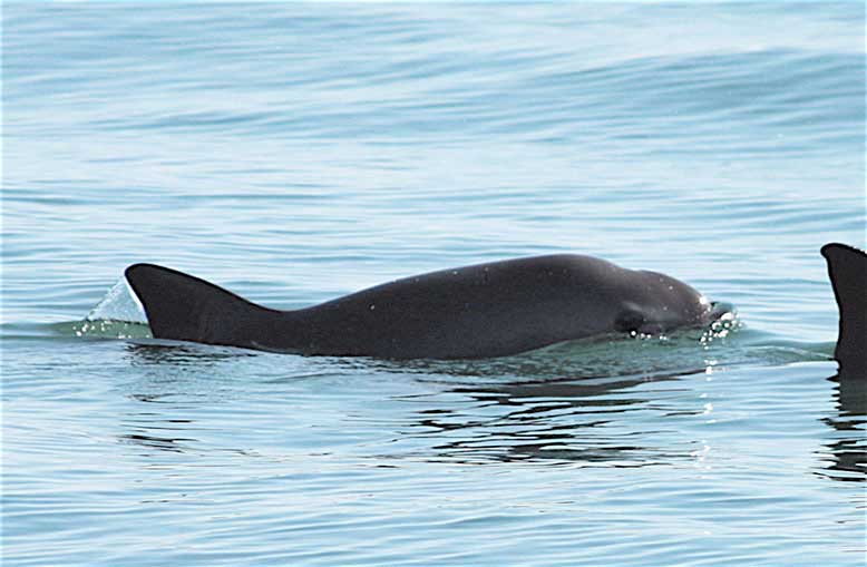 3vaquita