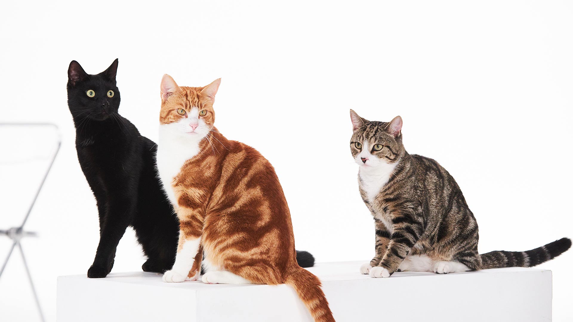 Three cats sat together at Kennington Film Studios, London.