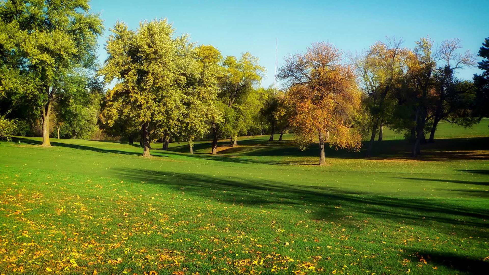 Mohab Ibrahim wondered if the green of parks could be why they seem to be effective at soothing headaches.