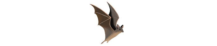 npr news warming winters bat