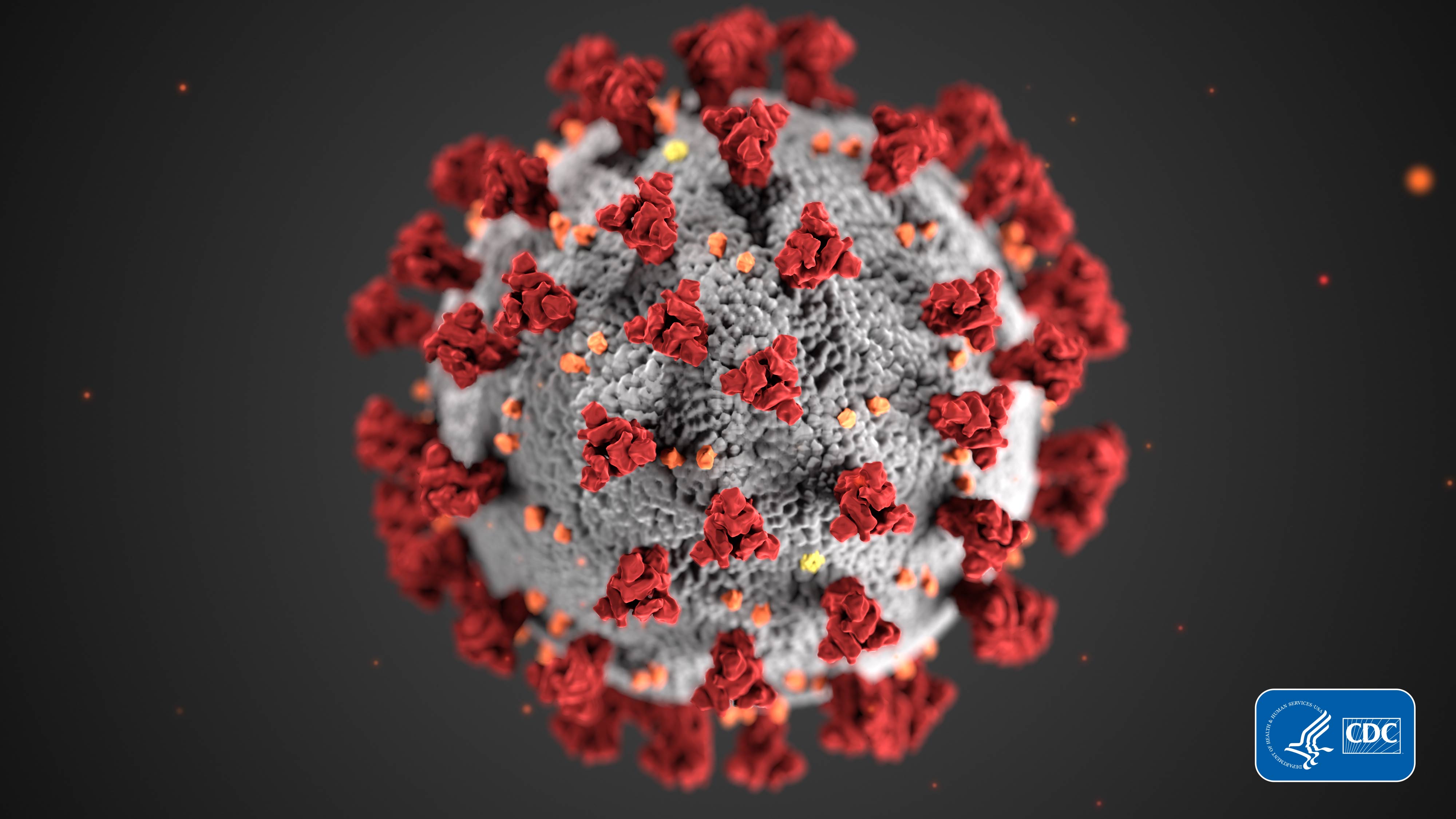 An illustration from the Centers for Disease Control and Prevention reveals ultrastructural morphology exhibited by coronaviruses.