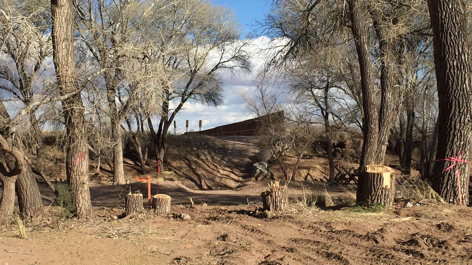 Cottonwoods along the San Pedro River channel cut down for pending border wall construction across the river in February 2020. 