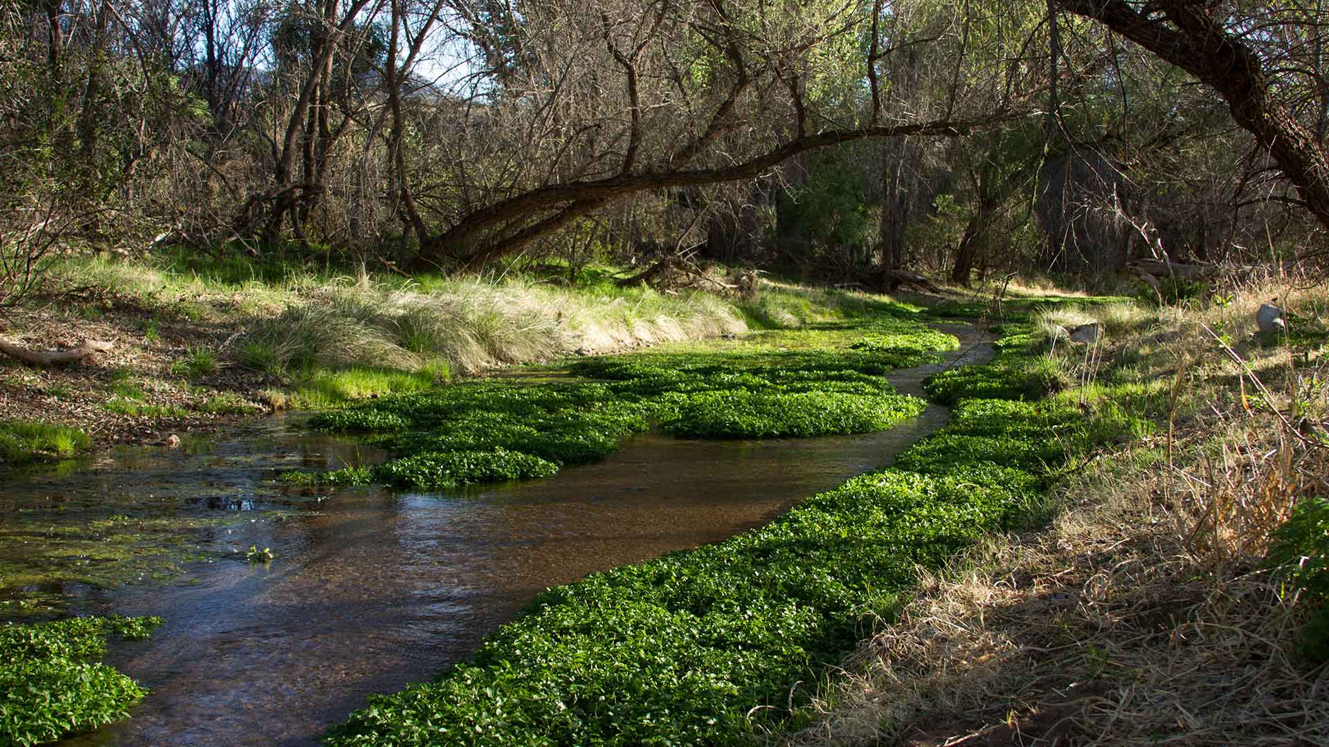 The Nature Conservancy's Patagonia-Sonoita Creek Preserve. 