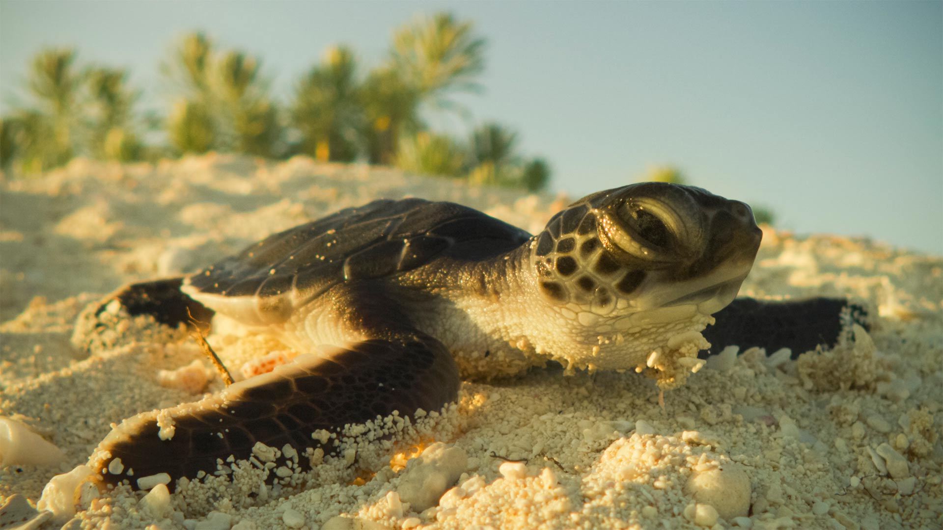 Green turtle hatchling on a sandy beach of Cayo Largo, Cuba.