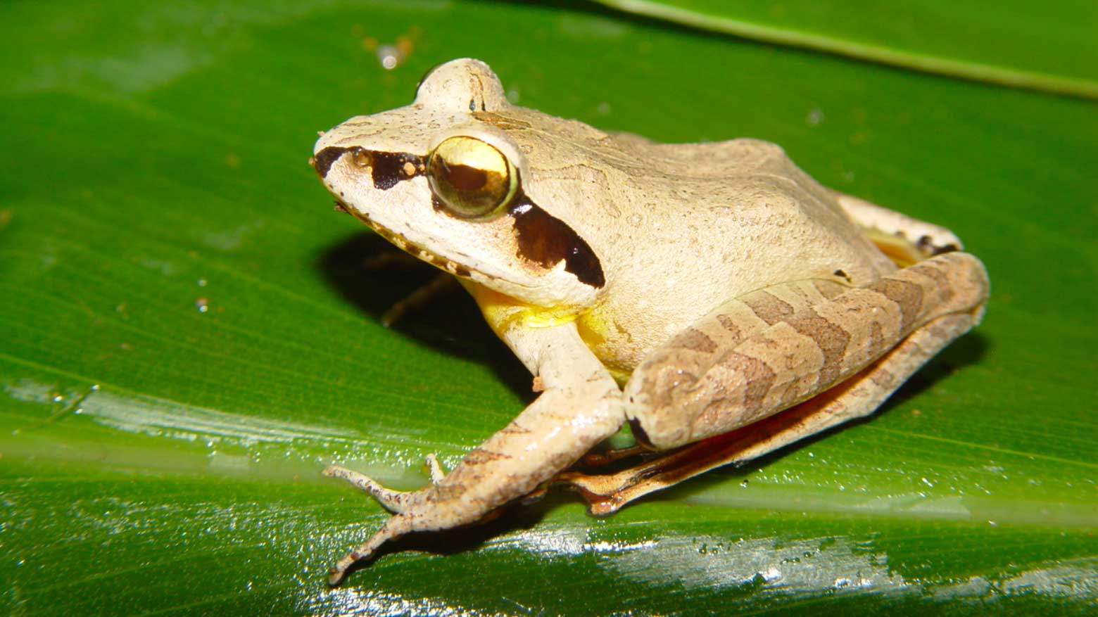 The Madagascar jumping frog has experienced climate-related local extinction.