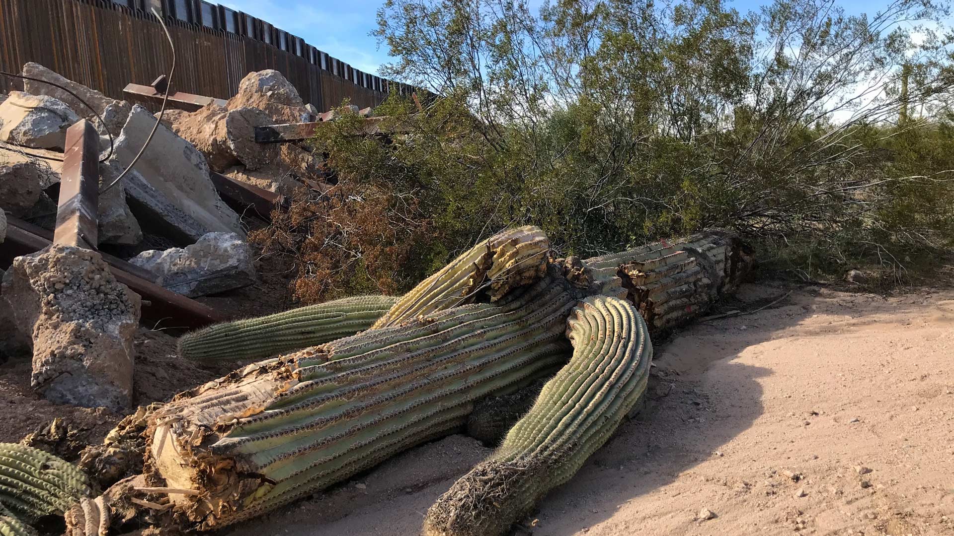 A toppled saguaro in Organ Pipe Cactus National Monument on Dec. 21, 2019.