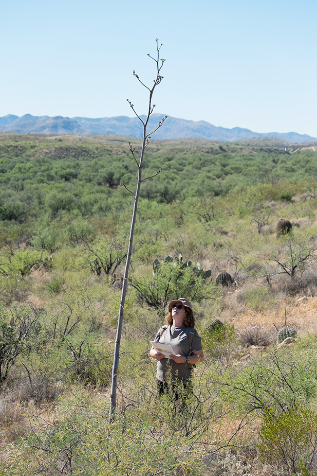 Agave photo