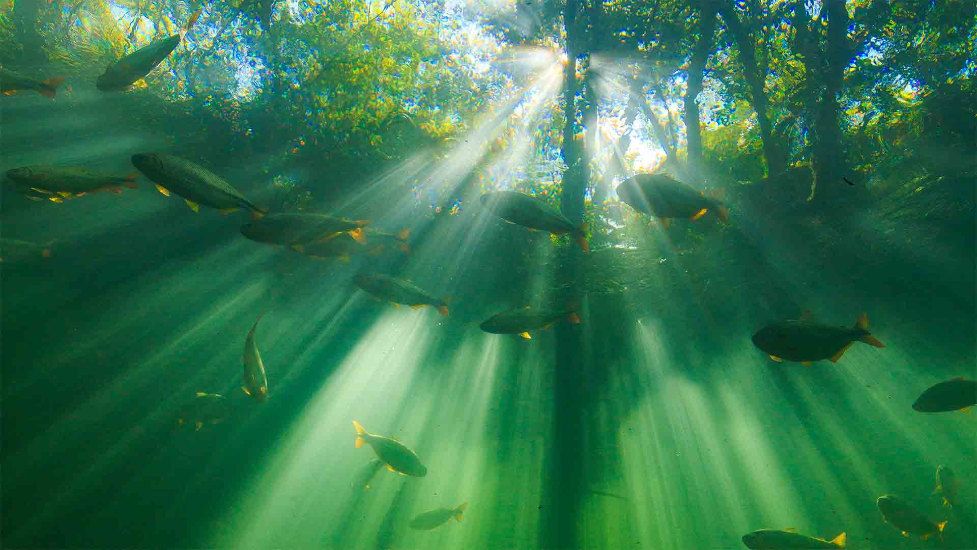 Flooded Forest