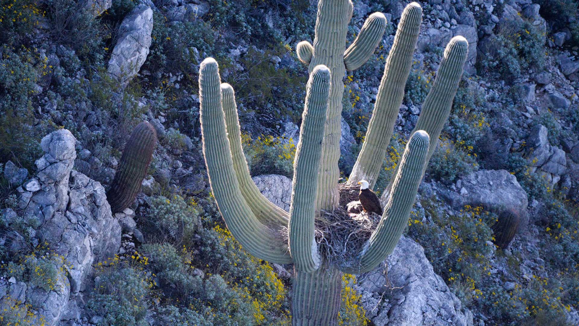 Arizona Game and Fish said April 15 they found bald eagles nesting in a large saguaro near a central Arizona reservoir.