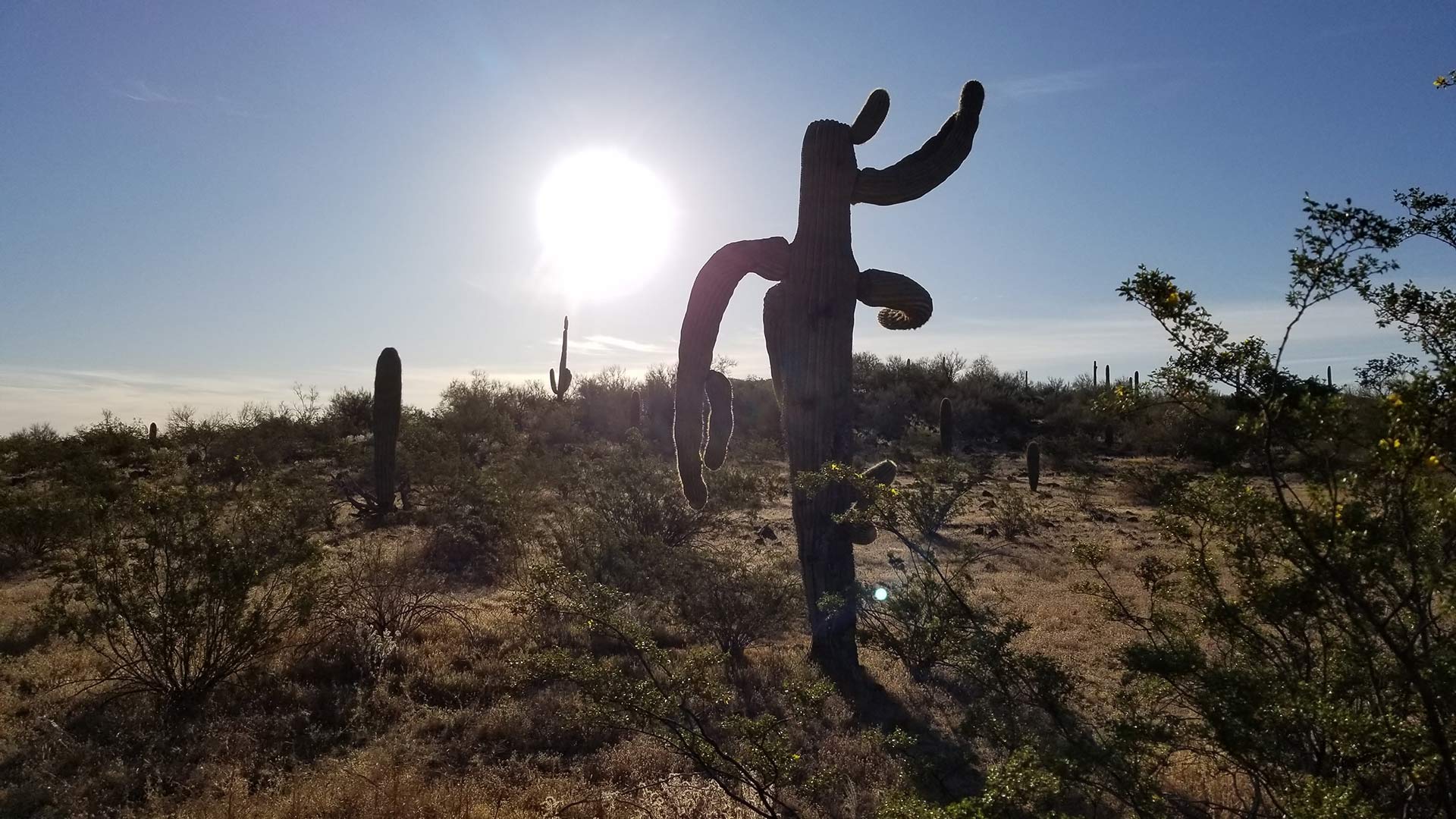 Heat Hot Sun on a saguaro