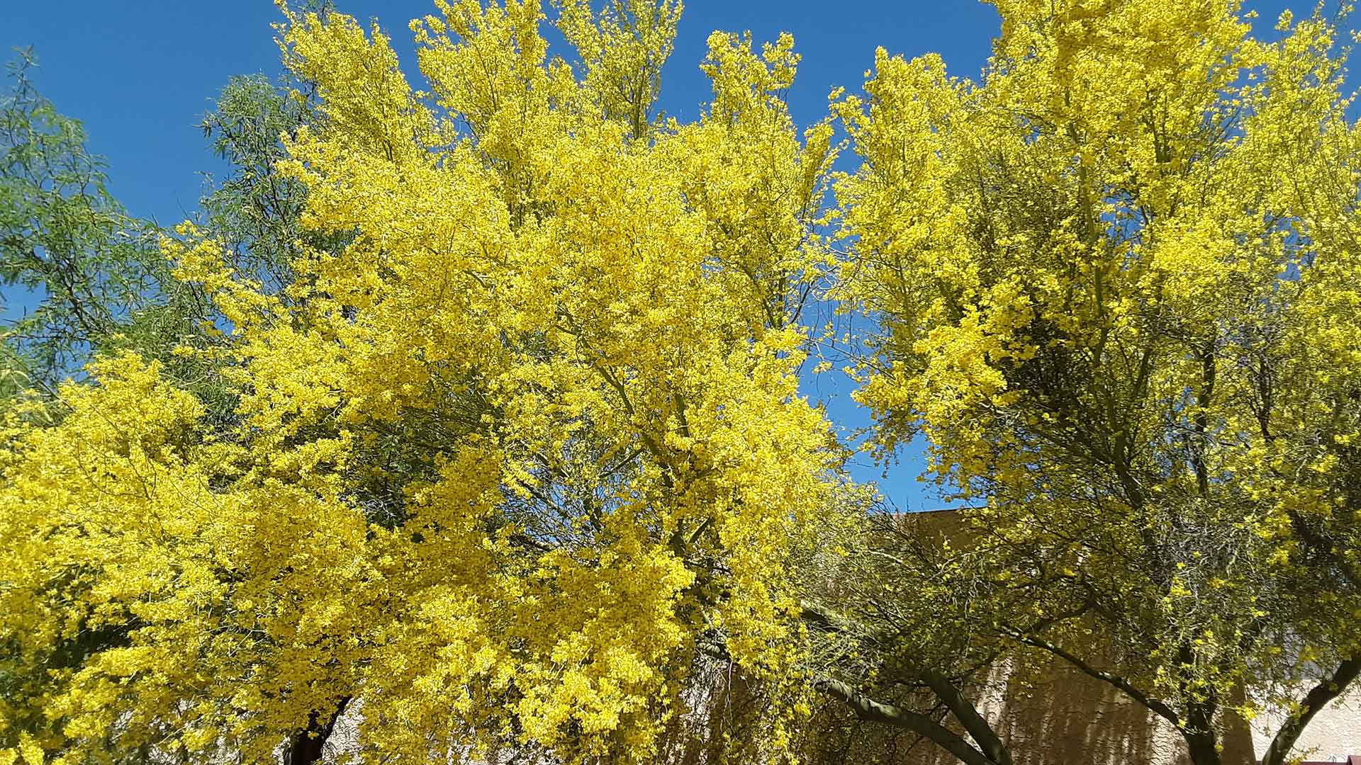 A blossoming palo verde tree.