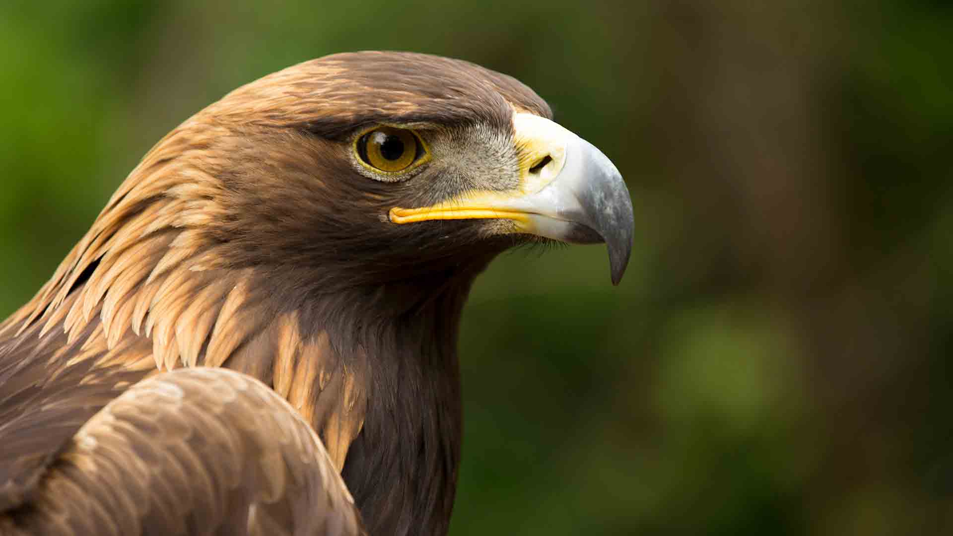 Golden Eagle close up with natural background