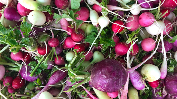 Heirloom radishes small