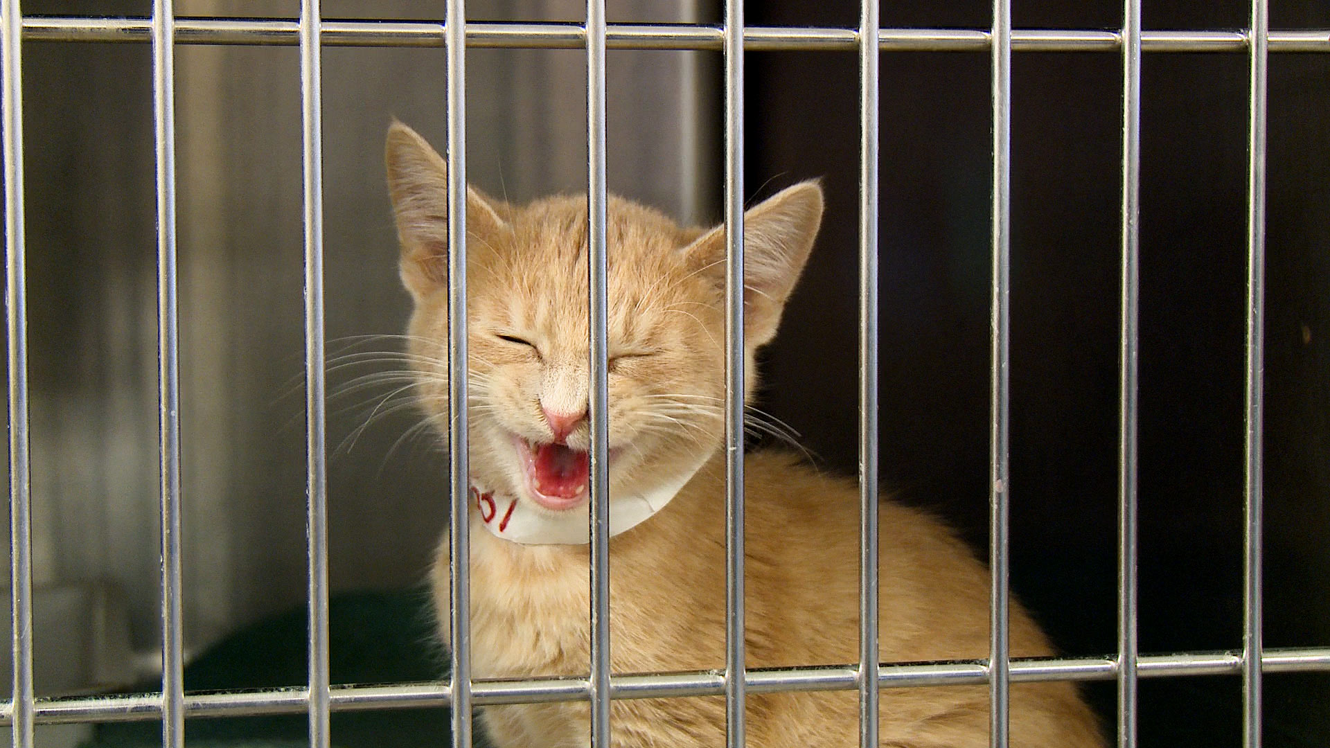 A kitten meows inside its cage at the Pima Animal Care Center. 