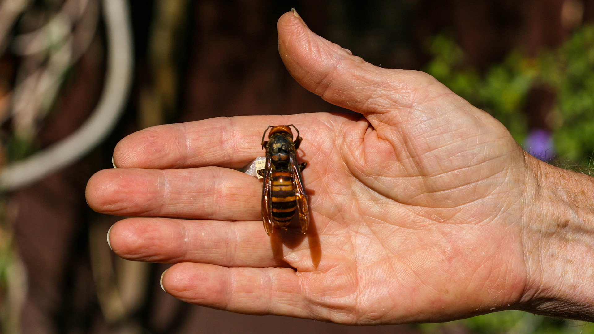 Murder Hornets hand Hero