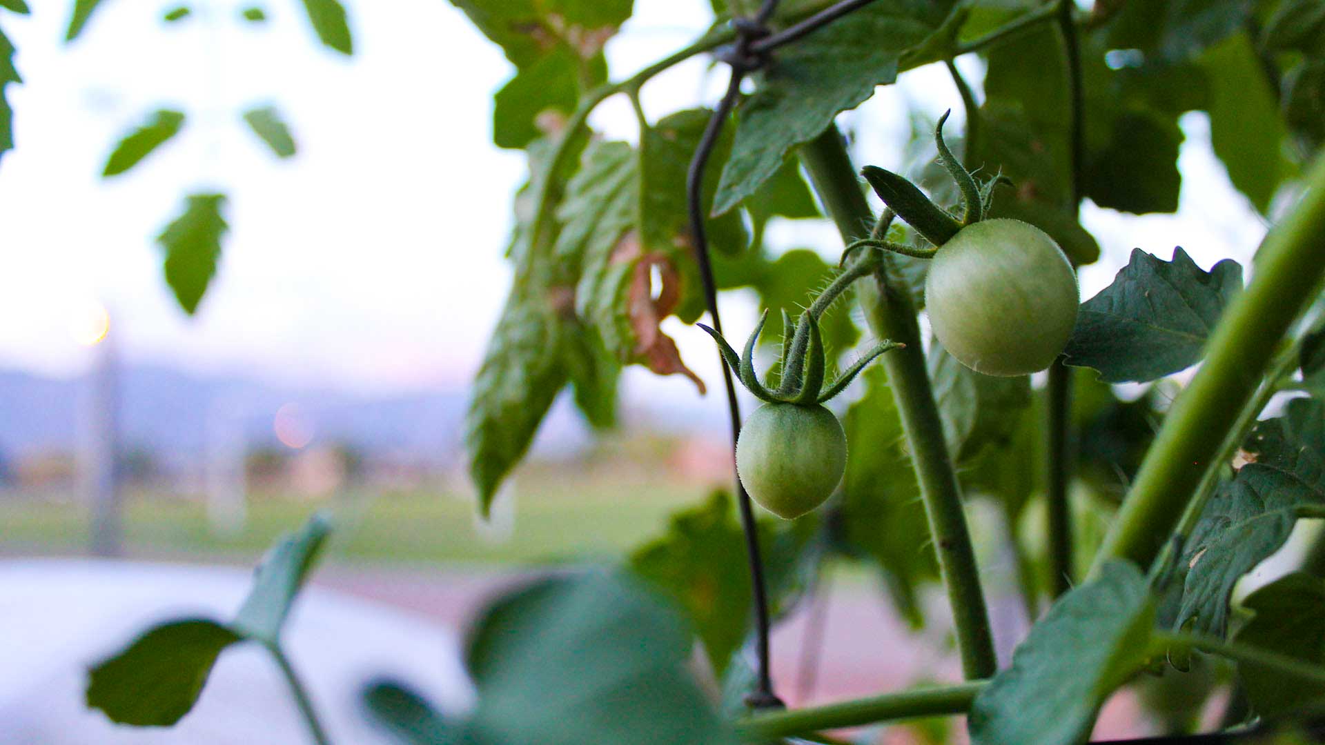 A tomato plant at a Community Gardens of Tucson garden.